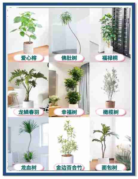 室内绿植摆放风水-室内绿植摆放风水禁忌